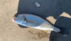 イシモチの釣果