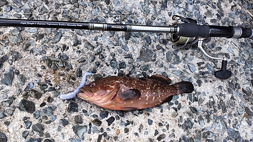 アコウの釣果