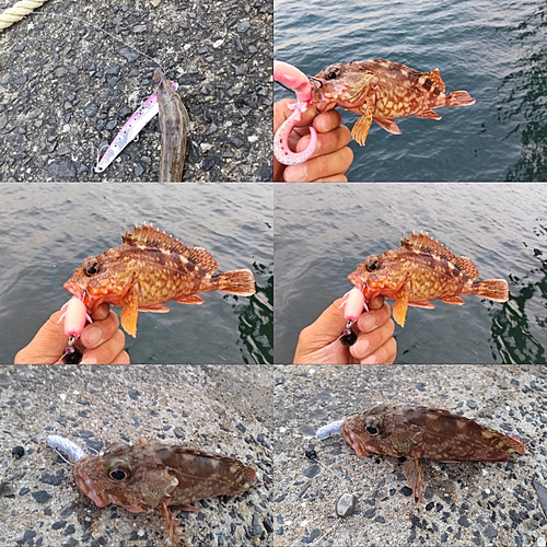 アラカブの釣果