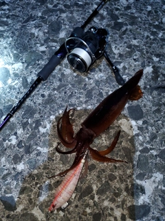 マイカの釣果