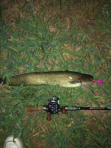 ナマズの釣果