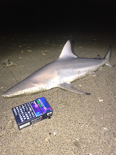 サメの釣果