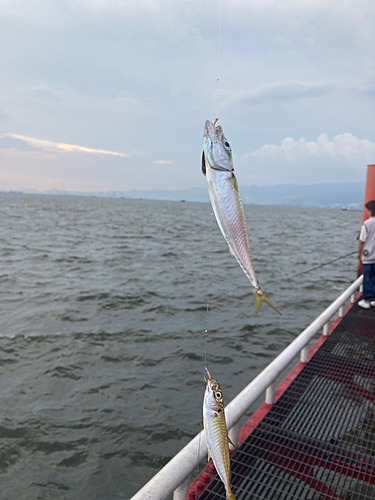 サバの釣果