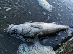 マルスズキの釣果