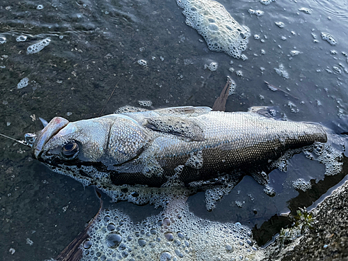 マルスズキの釣果