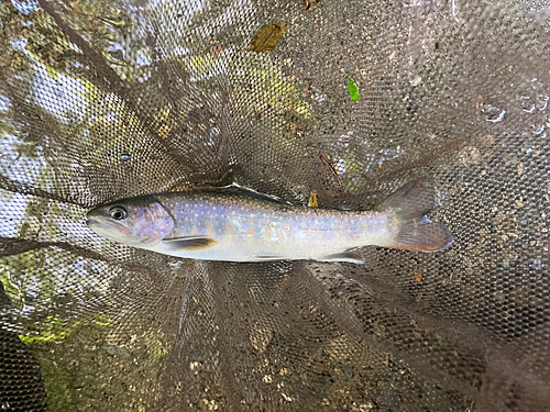 イワナの釣果