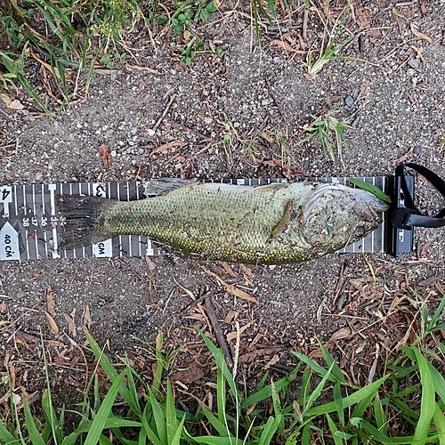 ブラックバスの釣果