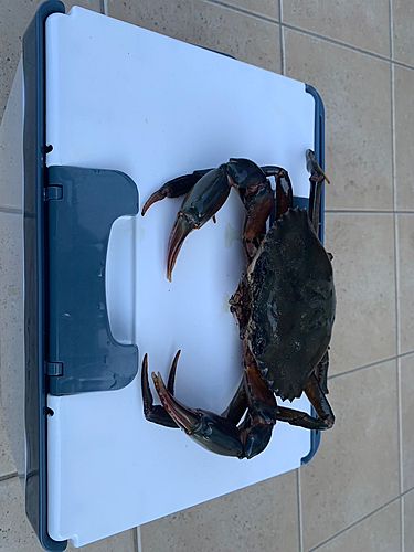 ノコギリガザミの釣果