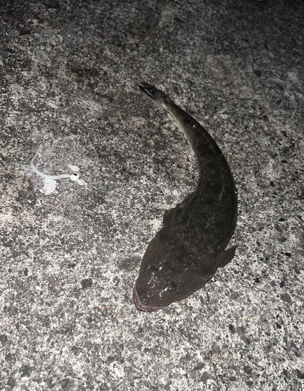 マゴチ
