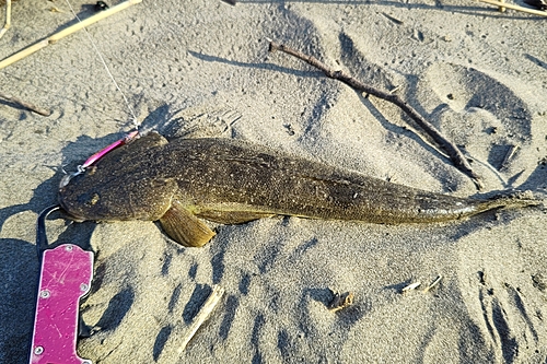 マゴチの釣果