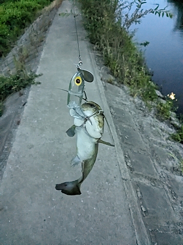 マナマズの釣果