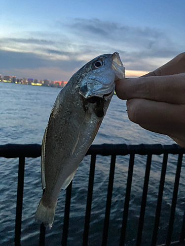 イシモチの釣果