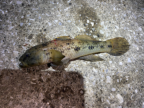 ウロハゼの釣果