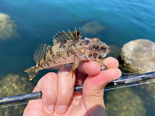 アナハゼの釣果