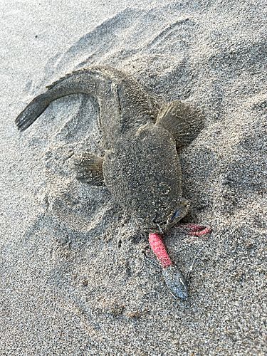 マゴチの釣果