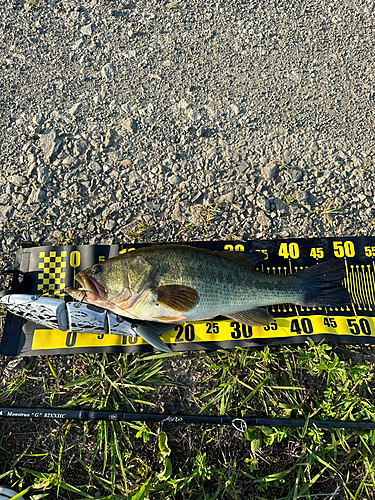 ブラックバスの釣果