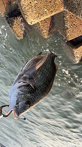 チヌの釣果