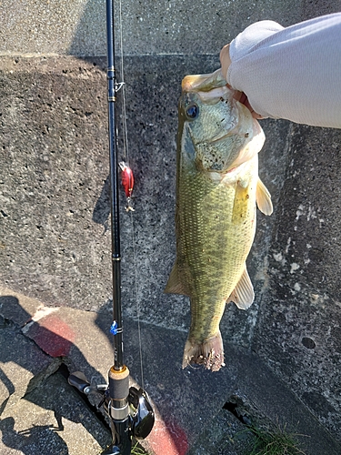 ラージマウスバスの釣果