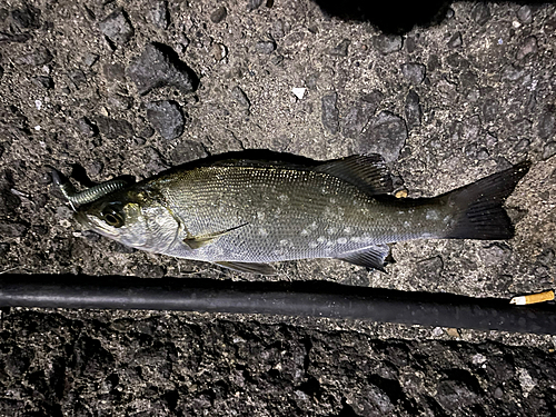 ヒラスズキの釣果