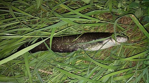 ナマズの釣果