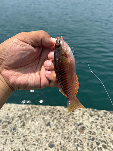 ベラの釣果