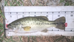 ラージマウスバスの釣果