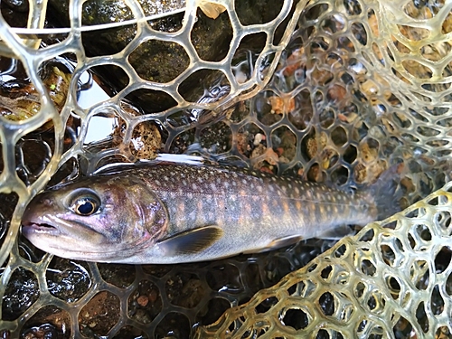 イワナの釣果