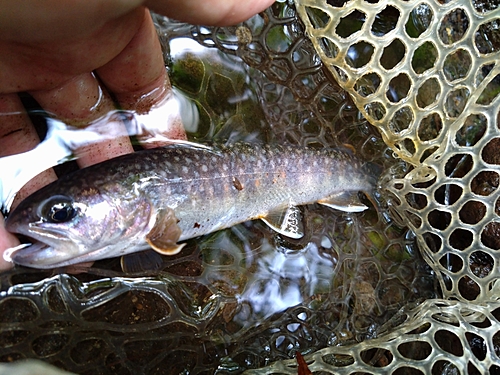 イワナの釣果