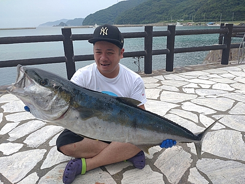 ヒラマサの釣果