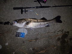 シーバスの釣果