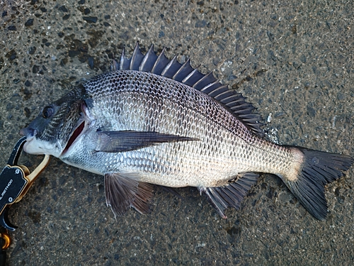 メイタの釣果