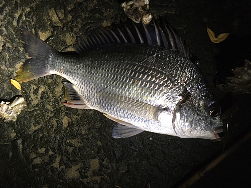 キビレの釣果