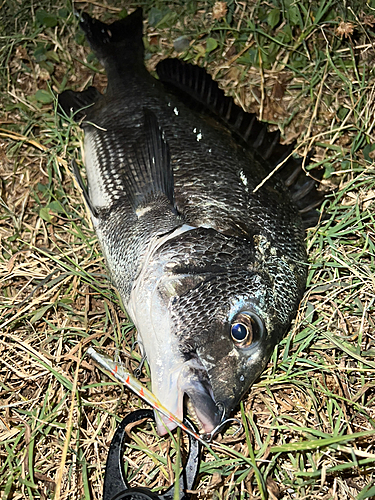 クロダイの釣果