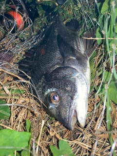 チンチンの釣果