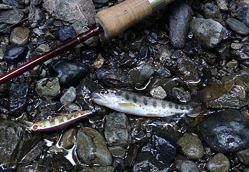 ヤマメの釣果