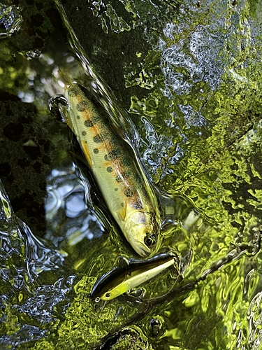 ヤマメの釣果