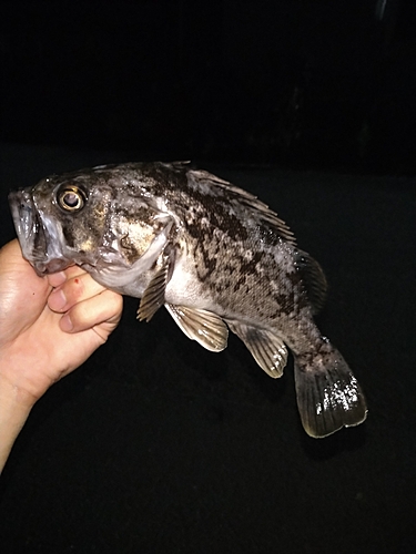 クロソイの釣果