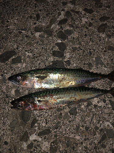 サバの釣果