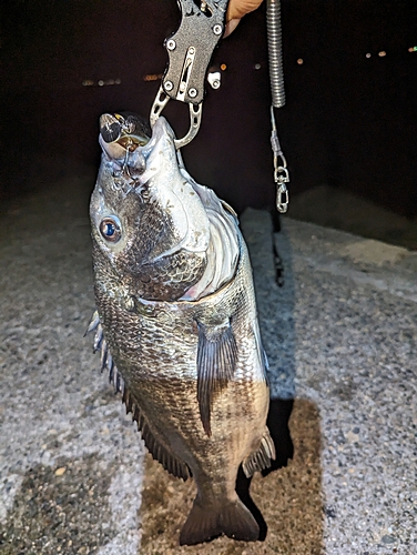 クロダイの釣果