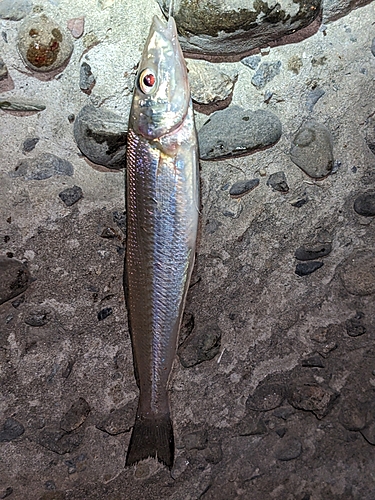 キスの釣果