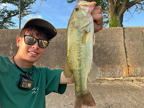 ブラックバスの釣果