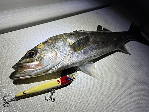 シーバスの釣果