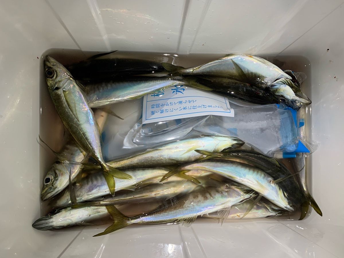 めしてろさんの釣果 2枚目の画像