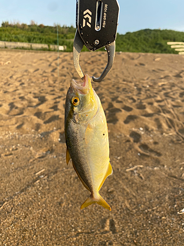 ショゴの釣果