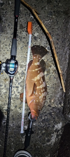 アコウの釣果