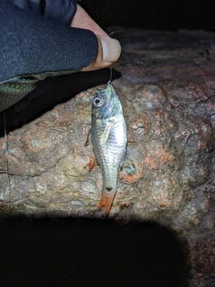 クロホシイシモチの釣果