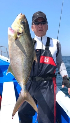 カンパチの釣果