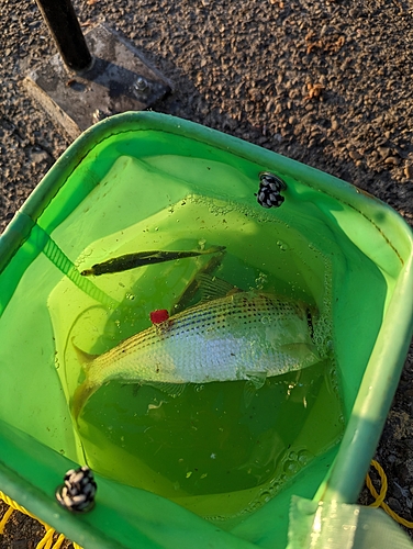 コノシロの釣果