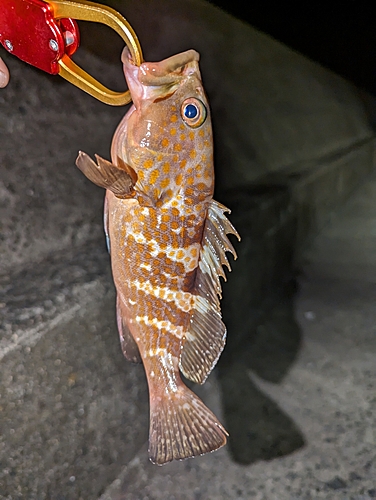 アコウの釣果