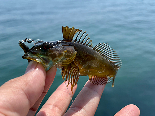 アナハゼの釣果